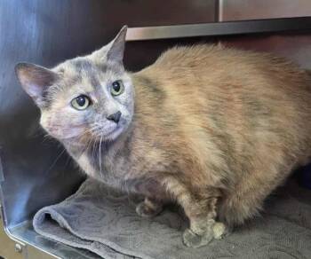Rescue Domestic Short Hair Cats for Adoption in Herndon, Virginia - Miracle DECLAWED | PetCurious