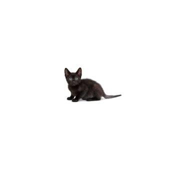 Harrie -  Domestic Short Hair Cat for Adoption in Los Angeles, California - Harrie | PetCurious