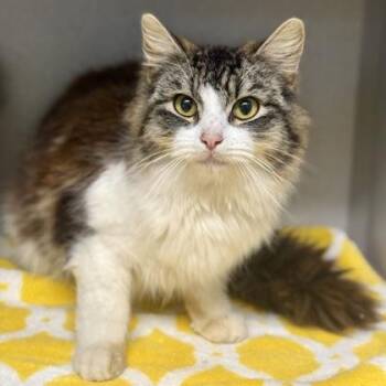Tabby and Domestic Medium Hair Cats Available for Adoption in Red Bluff, California - *Fabio | PetCurious