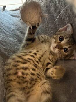 Rescue Domestic Short Hair Cats for Adoption in Evans, Georgia - Bonnie | PetCurious