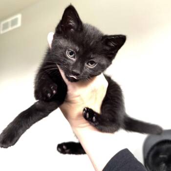 Tin man 22904 -  Domestic Short Hair Cat for Adoption in Minneapolis, Minnesota - Tin Man 22904 | PetCurious