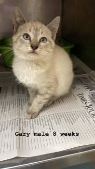 Gary -  Domestic Medium Hair Cat for Adoption in Fort Payne, Alabama - Gary | PetCurious