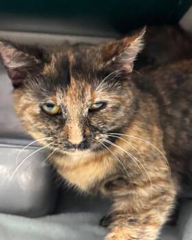 Domestic Short Hair Cats Available for Adoption - Francesca - Not At Shelter (Lindsey) | PetCurious