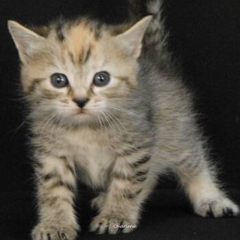 Gleam -  Torbie and Tabby Cat for Adoption in Newland, North Carolina - Gleam | PetCurious