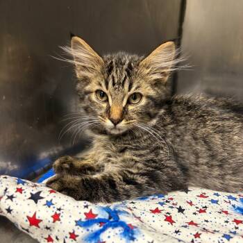 Rescue Domestic Medium Hair Cats for Adoption in San Jacinto, California - Merry | PetCurious