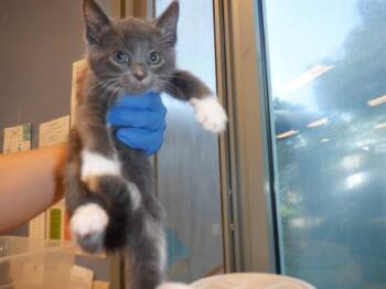 Domestic Short Hair Cats Available for Adoption in San Jose, California - A1407139 | PetCurious