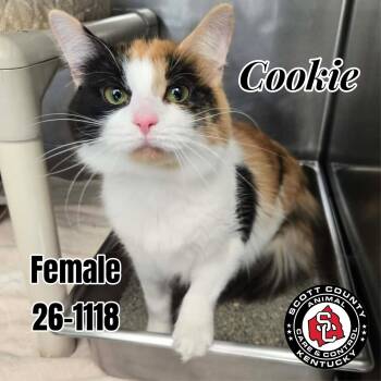 Cookie -  Domestic Medium Hair Cat for Adoption in Georgetown, Kentucky - Cookie | PetCurious