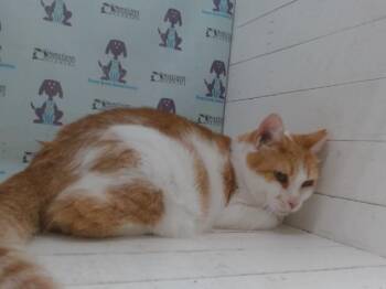 Domestic Short Hair Cats Available for Adoption in Orlando, Florida - LYRA | PetCurious