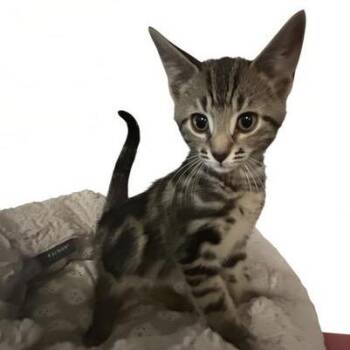 Flynn -  Domestic Short Hair Cat for Adoption in Bel Air, Maryland - Flynn | PetCurious