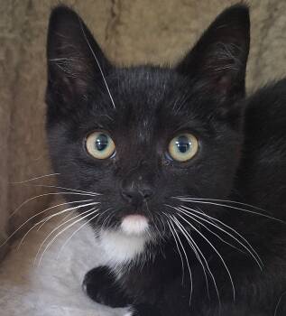 Ascot -  Domestic Short Hair Cat for Adoption in Garden City, Michigan - Ascot | PetCurious