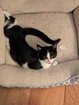 Marnie26 -  Domestic Short Hair Cat for Adoption in Youngsville, North Carolina - Marnie26 | PetCurious