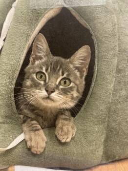 Rescue Tabby Cats for Adoption in Friday Harbor, Washington - Cinder | PetCurious