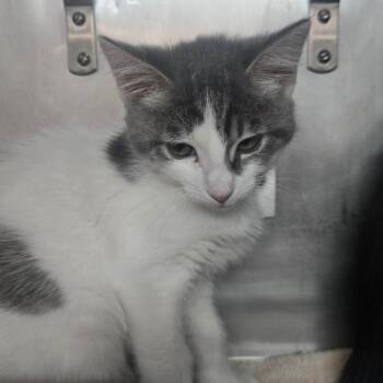 Apricot -  Domestic Short Hair Cat for Adoption in San Jacinto, California - Apricot | PetCurious