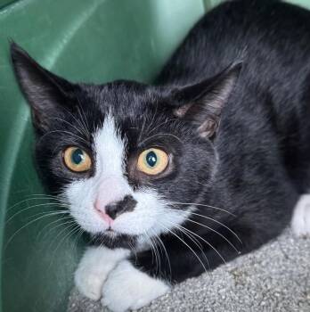 Teller -  Domestic Short Hair Cat for Adoption in Winnipeg, Manitoba - Teller | PetCurious