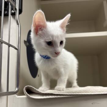 Burrito -  Domestic Short Hair Cat for Adoption in Fairport, New York - Burrito | PetCurious