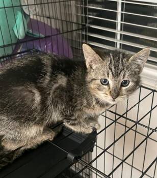 Rescue Domestic Medium Hair Cats for Adoption in Reno, Nevada - Nala | PetCurious