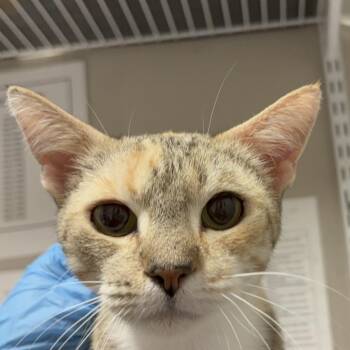 Domestic Short Hair Cats Available for Adoption in Yuma, Arizona - Mrs.Doubtfire | PetCurious
