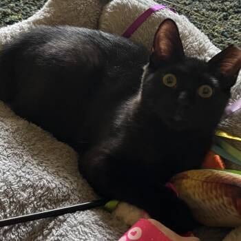 American Bobtail Cats Available for Adoption in Dallas, Texas - Marbles (New Digs) | PetCurious