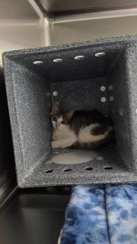Dutchess -  Domestic Short Hair Cat for Adoption in Athens, Tennessee - Dutchess | PetCurious