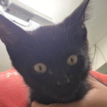 Lawyer -  Domestic Short Hair Cat for Adoption in Leander, Texas - Lawyer | PetCurious