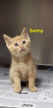 Domestic Short Hair Cats Available for Adoption in Marion, Mississippi - Sonny | PetCurious