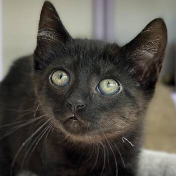 Queenie -  Domestic Short Hair Cat Available for Adoption in Victor, New York - Queenie | PetCurious