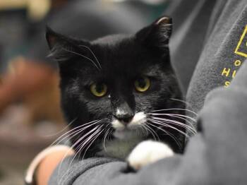 Samson -  Domestic Short Hair Cat for Adoption in Portland, Oregon - Samson | PetCurious