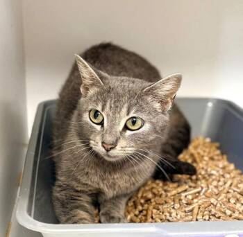 BABY BELL -  Domestic Short Hair Cat for Adoption in Pegram, Tennessee - BABY BELL | PetCurious