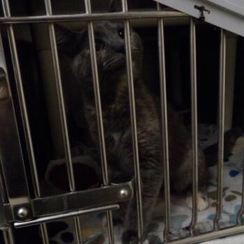 PattyCake -  Domestic Short Hair Cat for Adoption in New York, New York - PattyCake | PetCurious