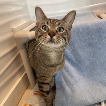 Banana -  Domestic Short Hair Cat for Adoption in Warwick, Rhode Island - Banana | PetCurious