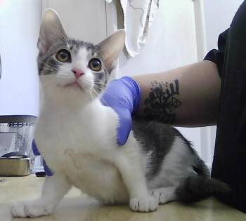 Maddox -  Domestic Short Hair Cat for Adoption in Dayton, Minnesota - Maddox | PetCurious