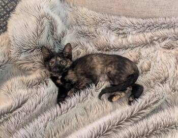 Burrito -  Domestic Short Hair Cat for Adoption in Burnaby, British Columbia - Burrito | PetCurious