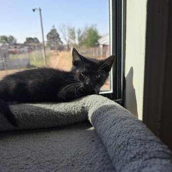 Bacon -  Domestic Short Hair Cat for Adoption in Midland, Texas - Bacon | PetCurious