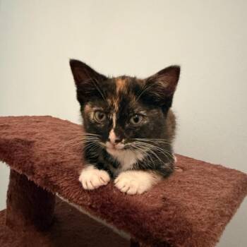 Matilda -  Domestic Short Hair and Calico Cat for Adoption in Mastic, New York - Matilda | PetCurious