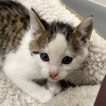 Rescue Domestic Short Hair Cats for Adoption in Yankton, South Dakota - Skelly | PetCurious