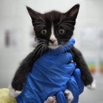 Jarlsberg -  Domestic Short Hair Cat for Adoption in Incline Village, Nevada - Jarlsberg | PetCurious