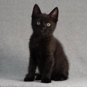 Chuck -  Domestic Short Hair Cat for Adoption in Sunnyvale, California - Chuck | PetCurious