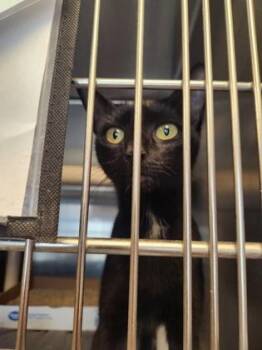 Hecate -  Domestic Short Hair Cat for Adoption in Fallston, Maryland - Hecate | PetCurious
