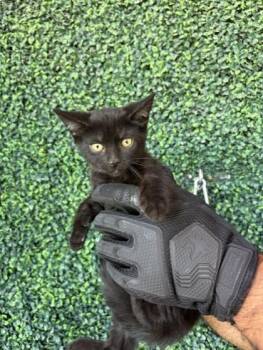 61243477 -  Domestic Short Hair Cat for Adoption in El Paso, Texas - 61243477 | PetCurious