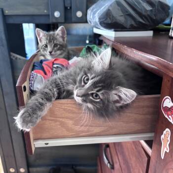 Cinnamon & Bun Bonded Pair -  Tabby Cat for Adoption in Frederick, Maryland - Cinnamon & Bun Bonded Pair | PetCurious