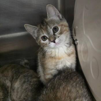 Marie -  Domestic Short Hair Cat for Adoption in Spokane, Washington - Marie | PetCurious