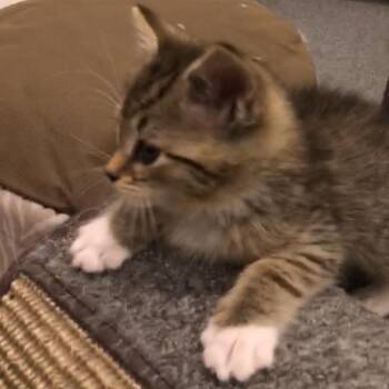 American Shorthair Cats Available for Adoption - Timmy -Br Tiger Wh | PetCurious