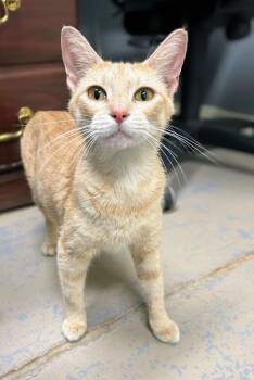 Sunny -  Domestic Short Hair Cat for Adoption in Bryant, Arkansas - Sunny | PetCurious