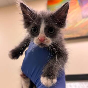 Spool -  Domestic Medium Hair Cat for Adoption in Lynchburg, Virginia - Spool | PetCurious