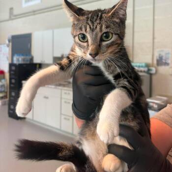 Jade -  Domestic Short Hair Cat for Adoption in Huntington, West Virginia - Jade | PetCurious