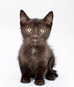 Citrine -  Domestic Short Hair Cat Available for Adoption in Morton Grove, Illinois - Citrine | PetCurious