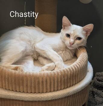 Chastity -  Siamese Cat for Adoption in Monrovia, California - Chastity | PetCurious
