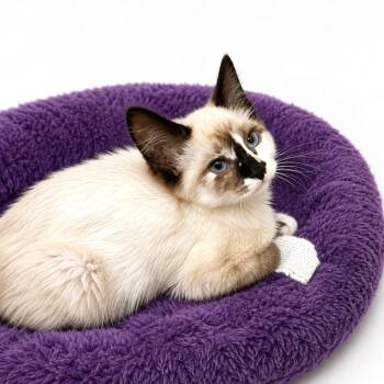 Spritz -  Snowshoe and Domestic Medium Hair Cat for Adoption in Long Beach, Washington - Spritz | PetCurious