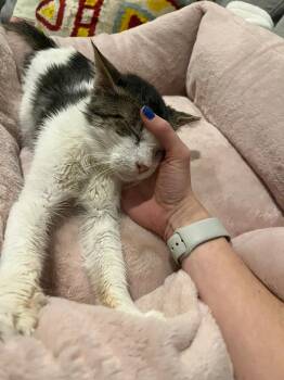 Rescue Domestic Short Hair Cats for Adoption in Nashville, Tennessee - Mr. Scraggle | PetCurious