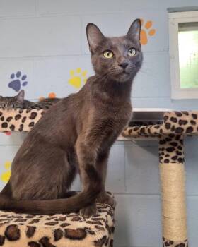 Sage -  Domestic Short Hair Cat for Adoption in Bloomfield, New Jersey - Sage | PetCurious